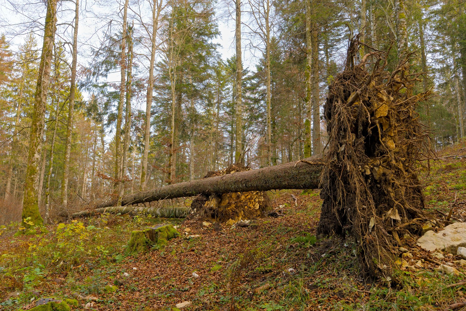 Enlèvement arbre urgence à Saint-Herblain